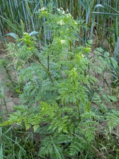 Cerfeuil tubéreux AB - Ferme de Ste Marthe