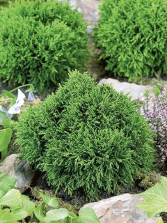 Chamaecyparis lawsoniana Green Globe - Cyprès de Lawson nain           