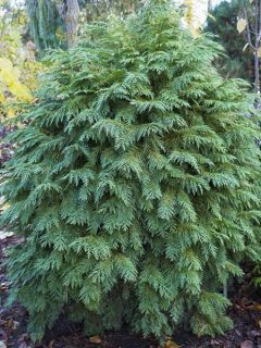 Chamaecyparis lawsoniana Mini Globus - Cyprès de Lawson nain Chamaecyparis lawsoniana Mini Globus - Cyprès de Lawson nain