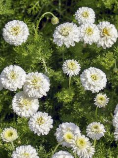 Chamaemelum nobile Flore Pleno