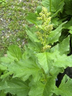 Chenopode Bon-Henri - Chenopodium bonus-henricus
