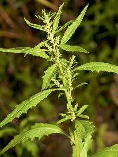 Epazote ou Thé Mexicain NT - Ferme de Sainte Marthe