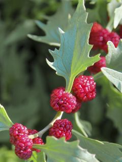 Epinard Fraise Bio – Top 50 - Ferme de Sainte Marthe 