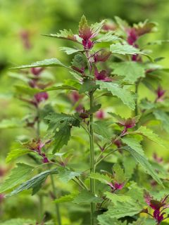 Chénopode Géant AB - Ferme de Ste Marthe