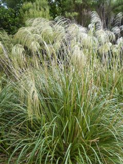 Chionochloa conspicua