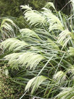 Chionochloa flavicans