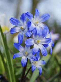 Chionodoxa forbesii Blue Giant