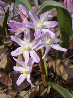 Chionodoxa forbesii Pink Giant