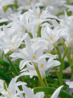 Chionodoxa Luciliae Alba