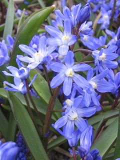 Chionodoxa sardensis