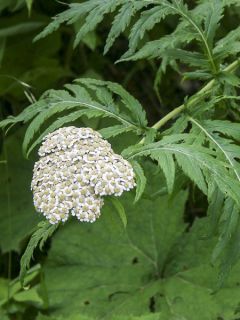 Chrysanthemum macrophyllum