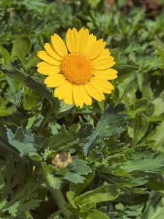 Graines de Marguerite dorée - Chrysanthemum segetum