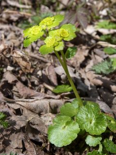 Chrysosplenium davidianum - Dorine Chrysosplenium davidianum - Dorine