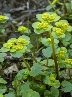 Chrysosplenium alternifolium - Dorine à feuilles alternes, Cresson doré, Cresson de rocher Chrysosplenium alternifolium - Dorine à feuilles alternes, Cresson doré, Cresson de rocher