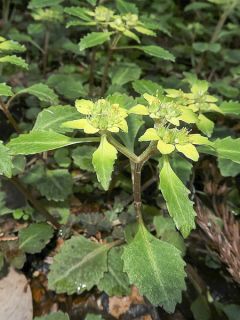 Chrysosplenium macrostemon v. shiobarense, Dorine Chrysosplenium macrostemon v. shiobarense, Dorine