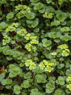 Chrysosplenium oppositifolium, Dorine Chrysosplenium oppositifolium, Dorine