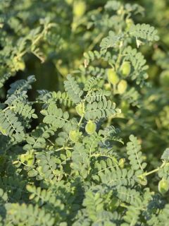 Pois chiche Twist AB - Ferme de Sainte Marthe 