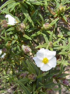 Cistus monspeliensis - Ciste de Montpellier