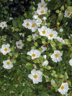 Cistus populifolius - Ciste à feuilles de peuplier