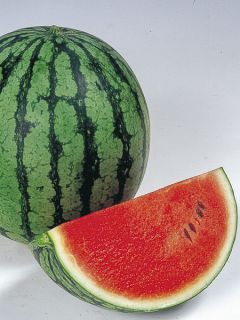 Pastèque 'Ingrid F1'