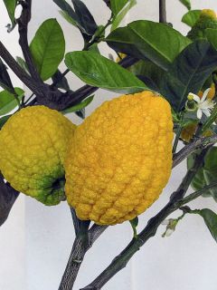Cédratier - Citrus medica