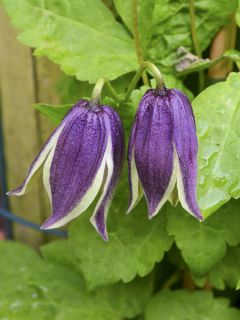 Clématite - Clematis Blue Eclipse Clématite - Clematis Blue Eclipse