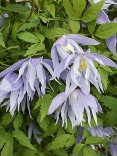 Clématite - Clematis Eximia Clématite - Clematis Eximia