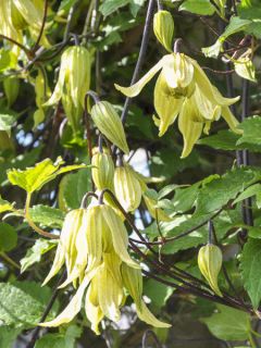 Clématite - Clematis Love Child Clématite - Clematis Love Child
