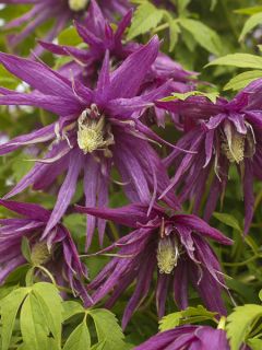 Clématite - Clematis Octopus Clématite - Clematis Octopus