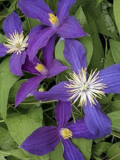 Clématite 'Hudson River' Clématite 'Hudson River'