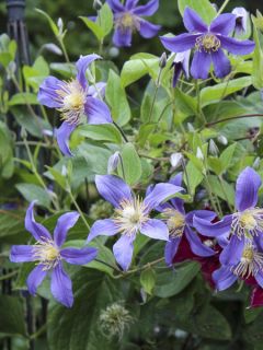 Clématite 'Juuli' Clématite 'Juuli'