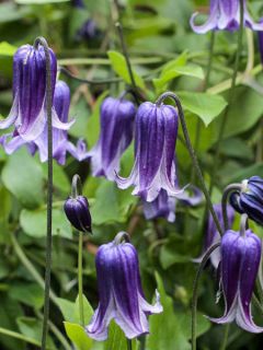 Clématite 'Rooguchi' Clématite 'Rooguchi'
