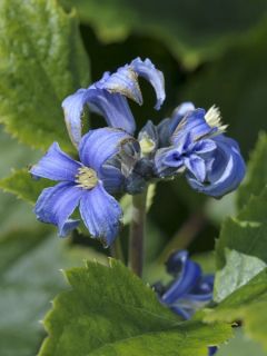 Clématite à feuilles de berce 'New Love' Clématite à feuilles de berce 'New Love'