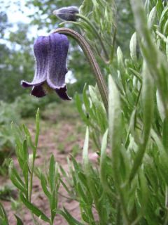 Clématite hirsutissima Clématite hirsutissima