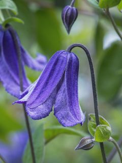 Clématite - Clematis Eriostemon
