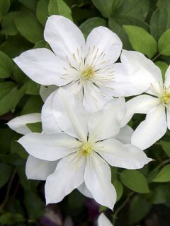 Clématite integrifolia 'Baby Star'