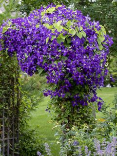 Clématite 'Jackmannii' Clématite 'Jackmannii'