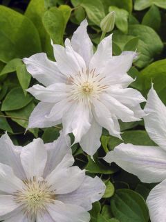 Clématite 'Alba'