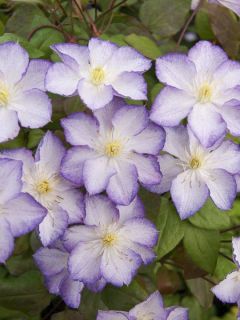 Clematis Lucky Charm - Clématite à grandes fleurs