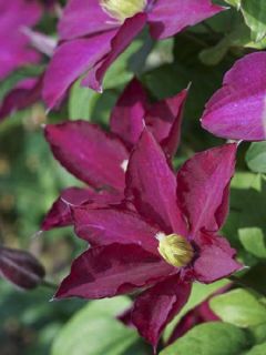 Clématite Madame Edouard André