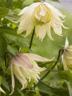 Clématite de Corée 'Amber'