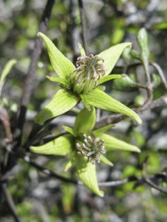 Clématite - Clematis marata