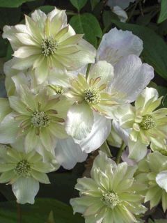 Clématite Double Delight