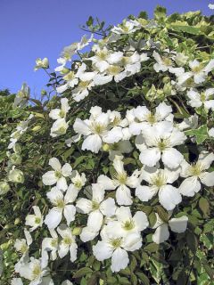 Clématite montana Spring Joy