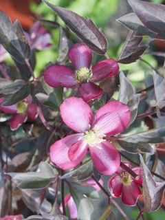 Clématite - Clematis montana Van Gogh
