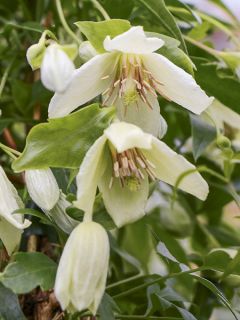 Clématite Christmas Surprise - Clematite de Noël Clématite Christmas Surprise - Clematite de Noël