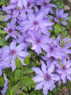 Clématite Blue Ravine