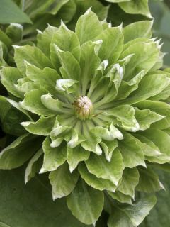 Clématite Green Passion - Clématite à grandes fleurs
