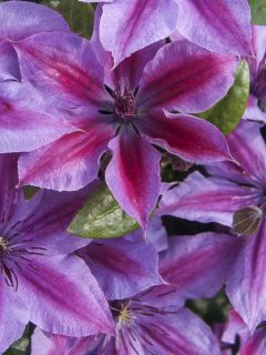 Clématite Mon Chéri (Mon Cherry) 