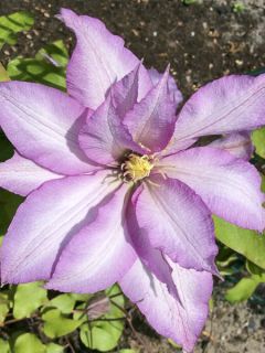 Clématite Morning Star